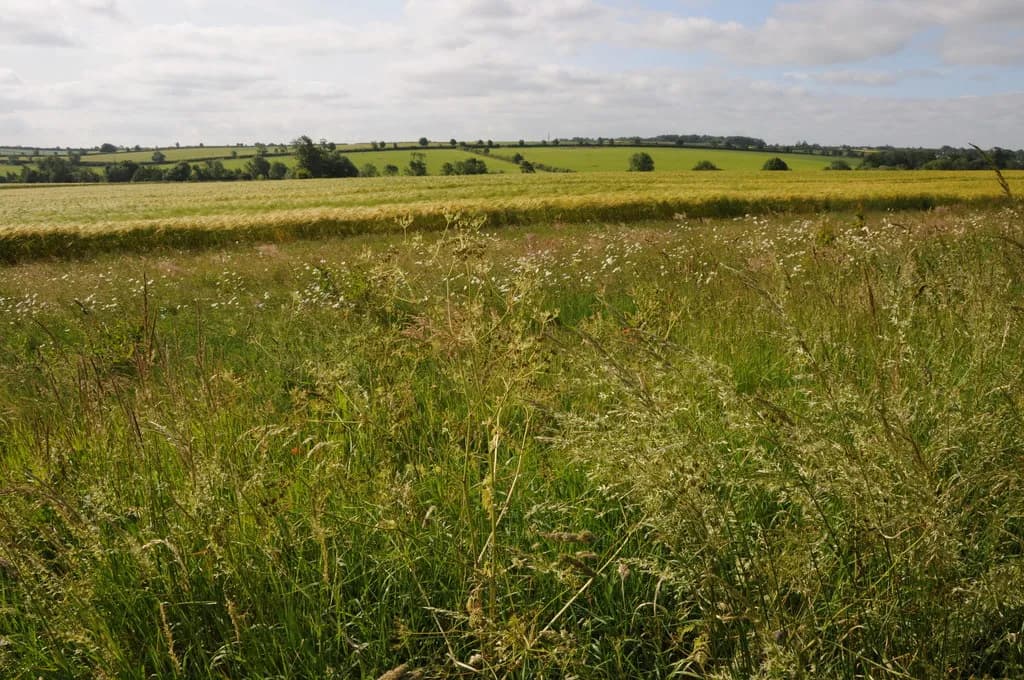 Arable land