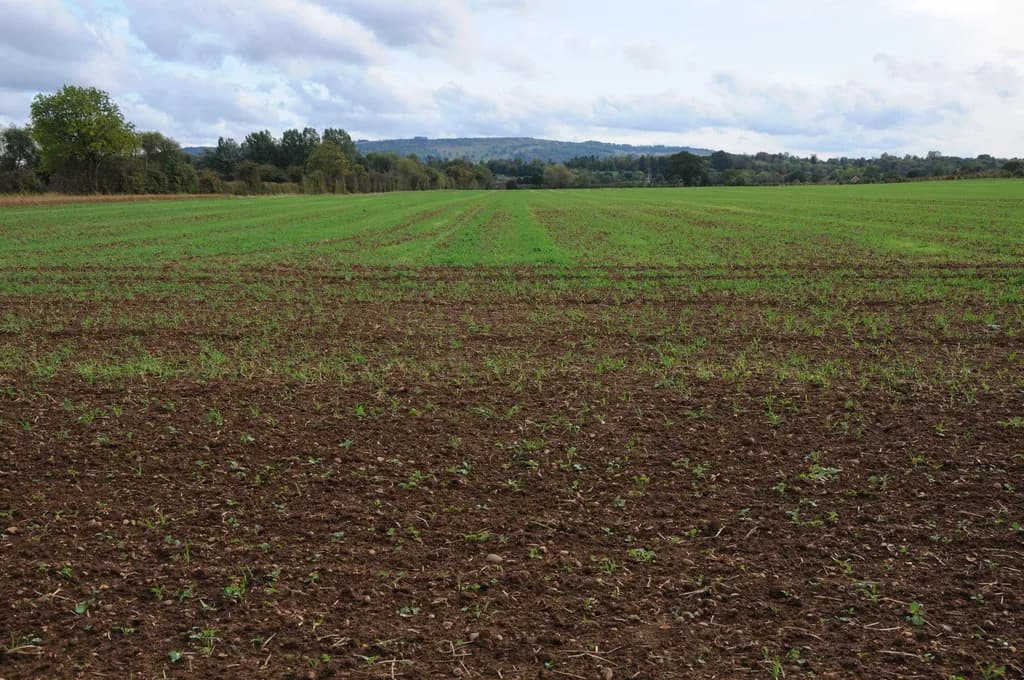 Arable land at Wick