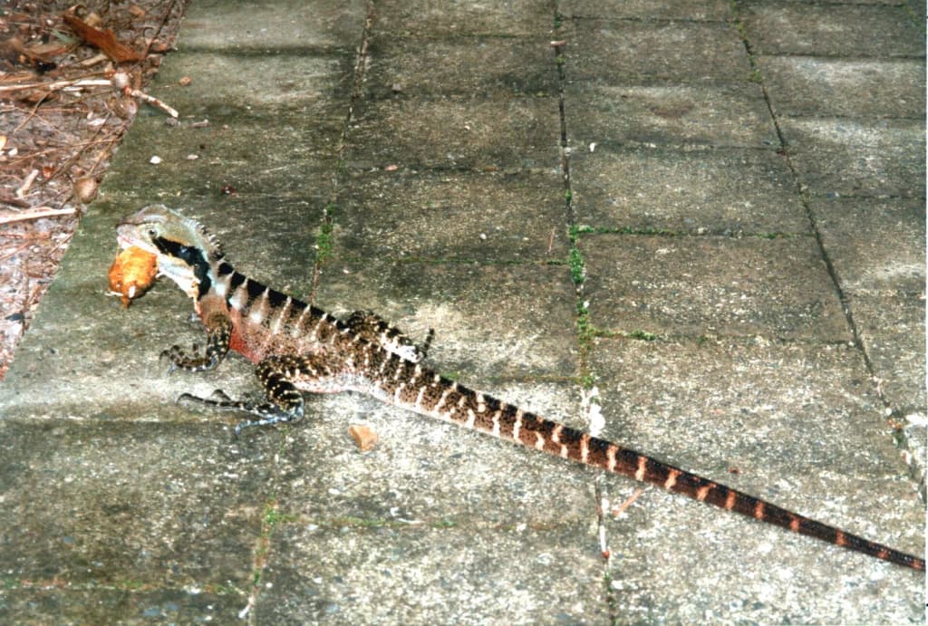 Wasseragame Coffs Harbour, NSW