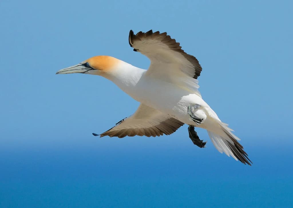 Gannet slowing down to land at Cape Kidnappers gannet colony