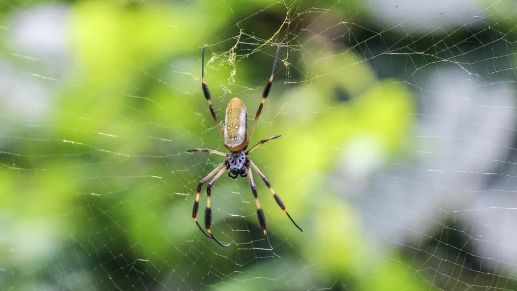 Costa Rica: Limón: Veragua Rainforest (golden silk spider ( en:Trichonephila clavipes ))