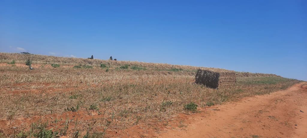 Wheat field in Pardes Hanna-Karkur
