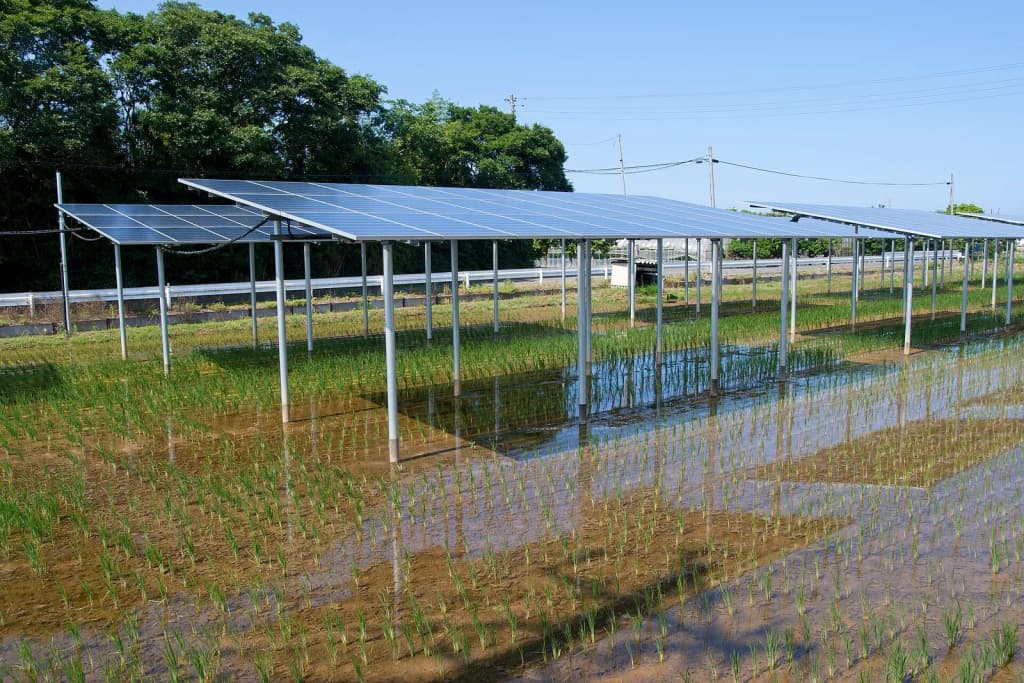 Solar cell panels on paddy fields adopted Solar Sharing , Kamisu City, Ibaraki Pref., Japan