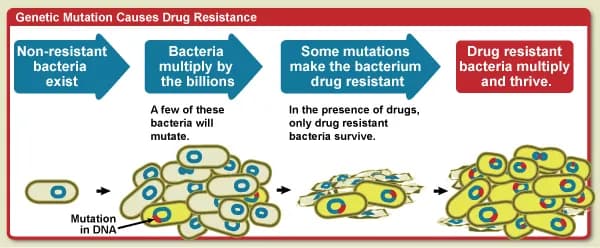 Diagram showing how genetic mutation causes drug resistance. Bacteria multiply by the millions. A few of these bacteria will mutate. Some mutations make the bac