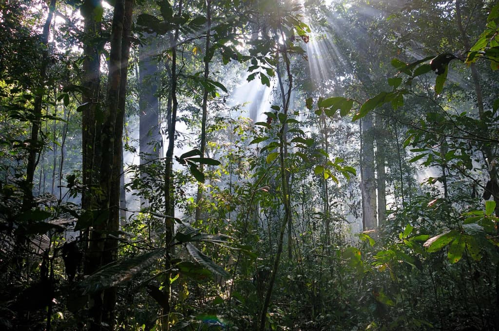 Primary tropical rainforest in the Sangha Trinational UNESCO World Heritage Site, Central African Republic.