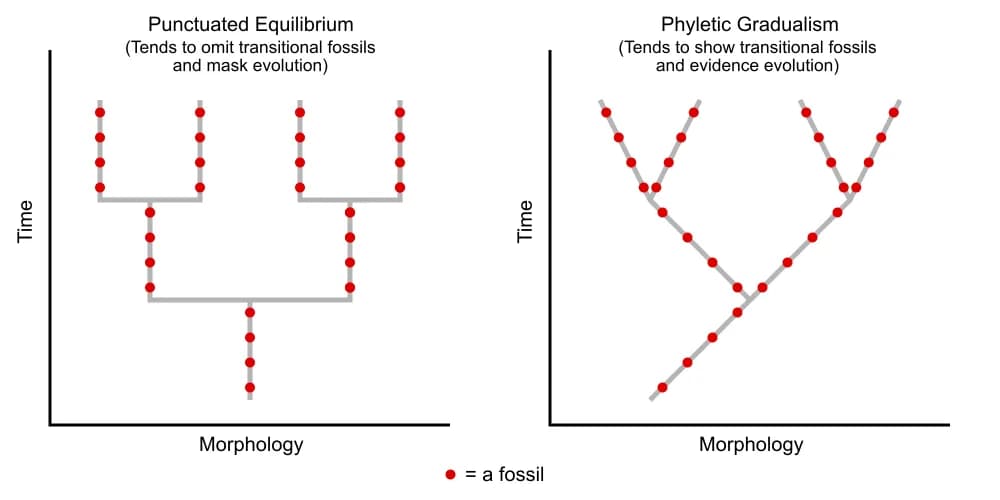 Fossils in Punctuated Equilibrium vs fossils in Phyletic Gradualism theories.