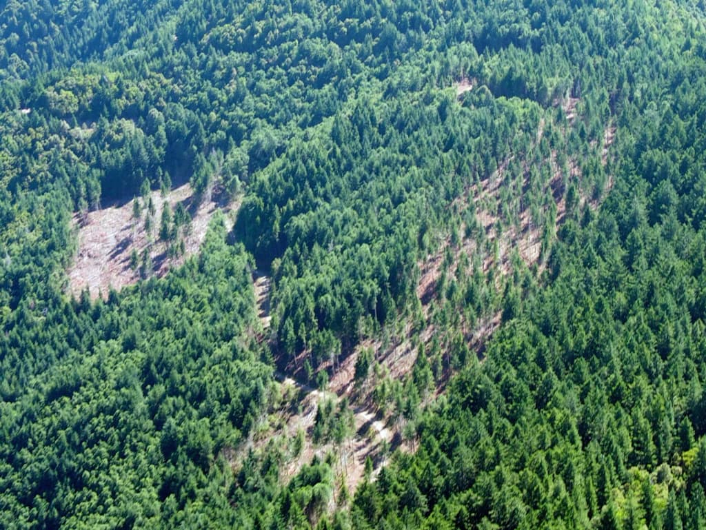 Ecotrust Forest management attempts to replicate nature’s model—small, patchy disturbance. Garibaldi Forest, central Oregon coast.