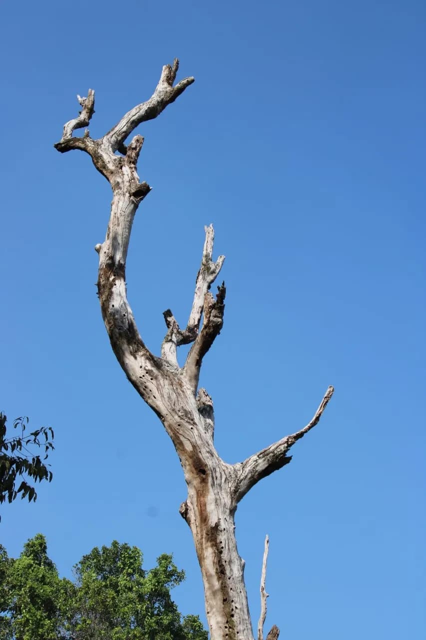 Deforestation