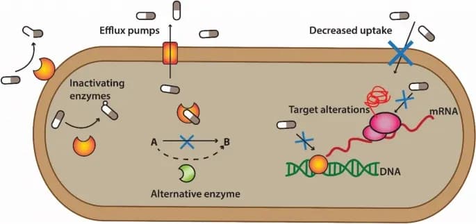 antibiotic resistance mechanism