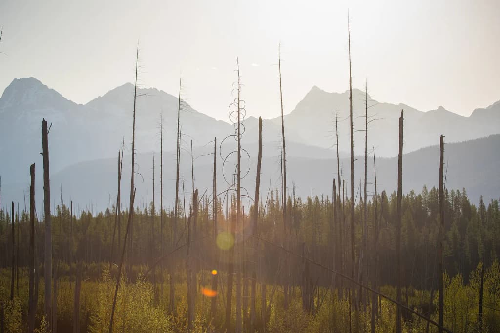 Forest Fire Mosaic