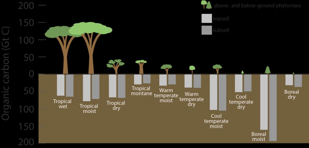 This image summarizes the total amounts of carbon that are stored in various types of terrestrial ecosystems throughout the Earth. Through photosynthesis, trees