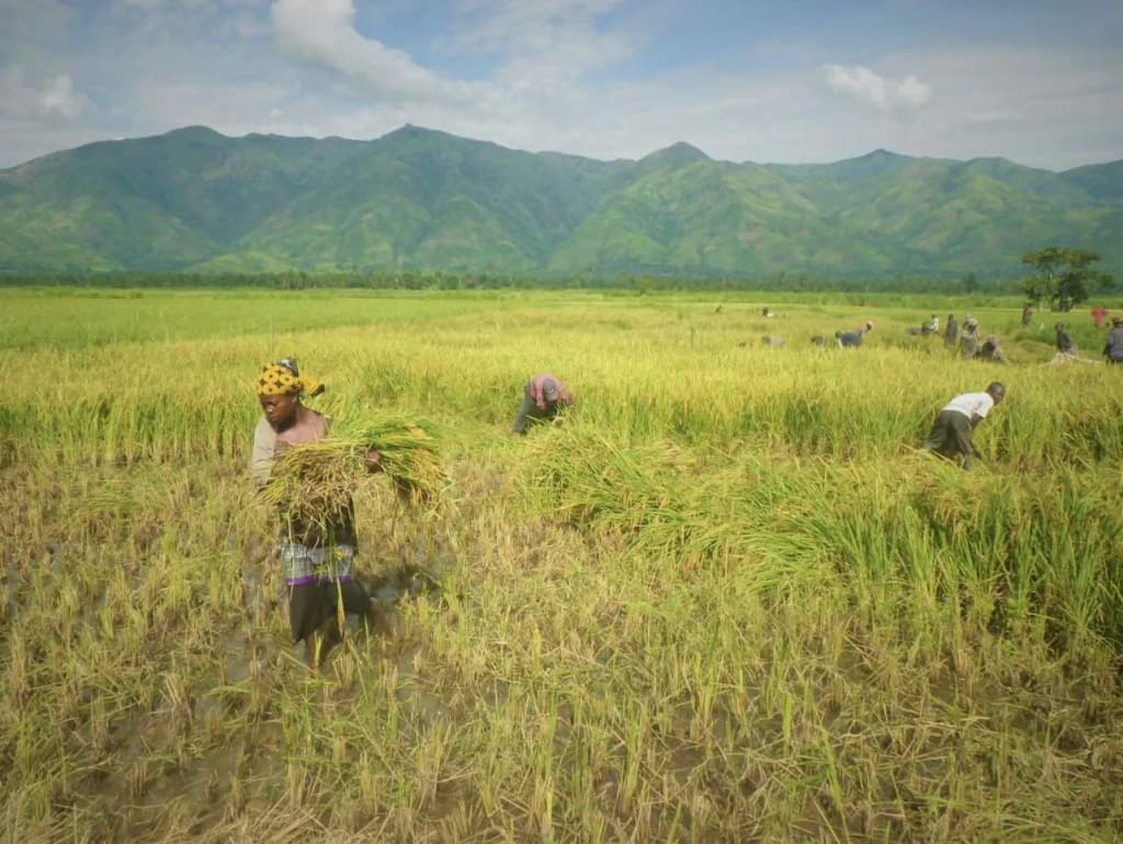 Congolese farmers working on a rice field in an agricultural area in the Ruzizi Plain in the Uvira Territory of the South Kivu Province of the Democratic Republ