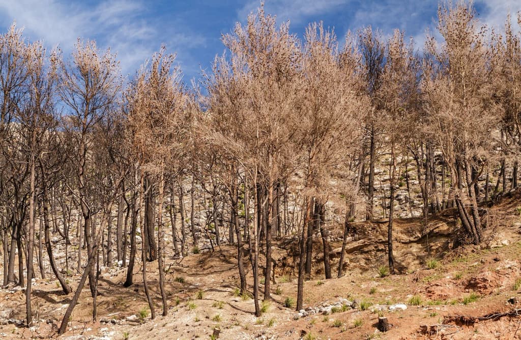 Increased forest fires due to climate change global problem : Climate change Title Climate change Instance of global problem and human impact on the environment