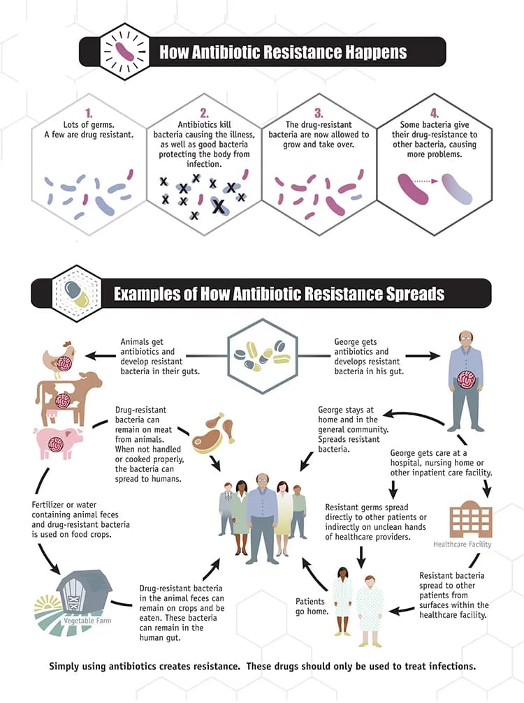 A CDC infographic on how antibiotic resistance (a major type of antimicrobial resistance) happens and spreads.