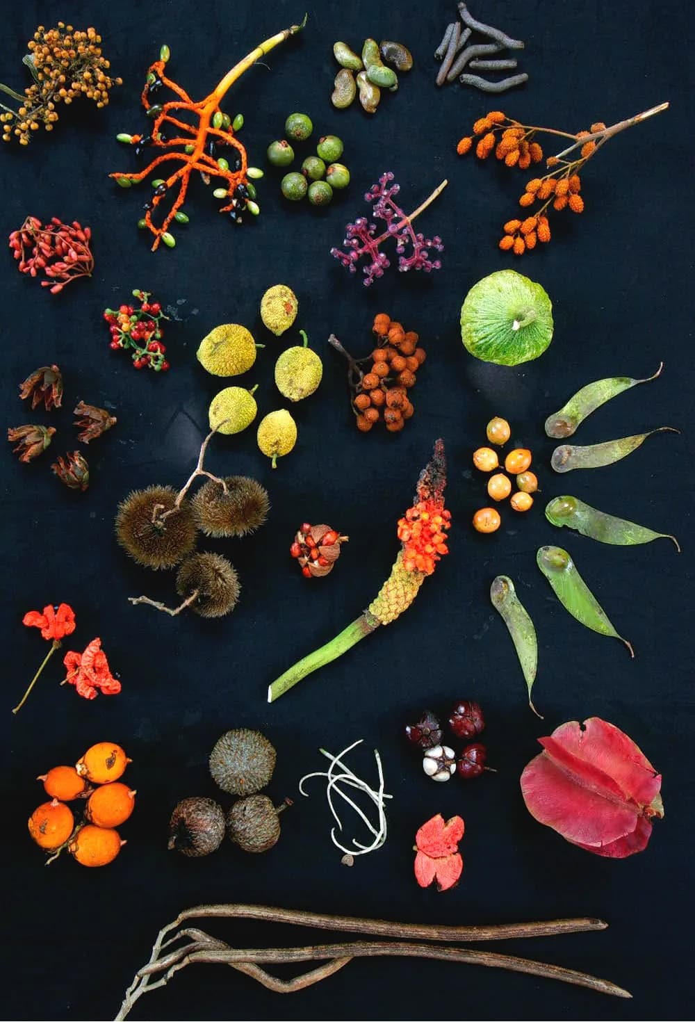 Conservation Efforts Hinge on Understanding the Factors Controlling Biodiversity. The diverse forest canopy on Barro Colorado Island, Panama, has provided ecologist Stephen Hubbell with years of data to test his controversial Unified neutral theory of biodiversity . Despite the different fruit types and dispersal modes pictured here, Hubbell wonders how well patterns of diversity can be explained by focusing on the similarity of species rather than their differences.