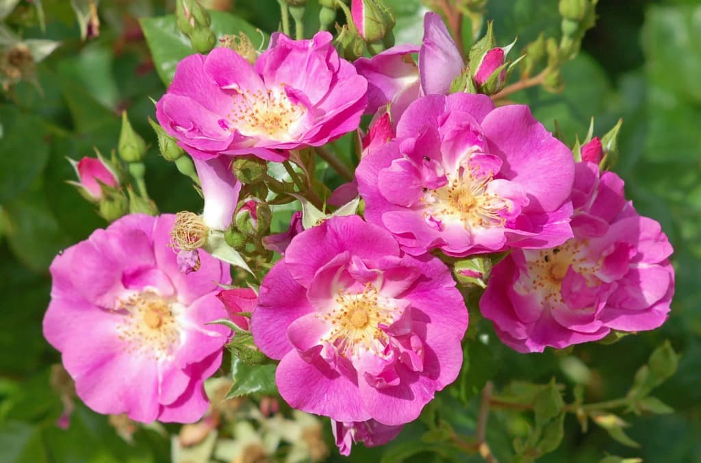 Nostalgische Strauchrose Global Water (Tantau 2010)
