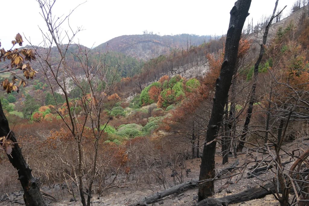 Some trees and shrubs on the side of a hill remain green while the surrounding landscape and vegetation were burnt. Burn mosaics are created as wildfires leave