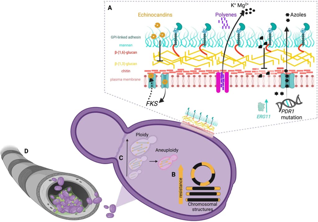 mechanism drug resistance Candida glabrata