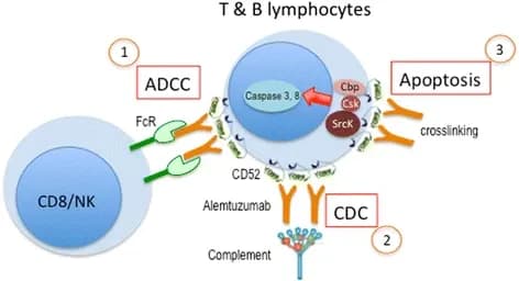 Alemtuzumab for multiple sclerosis