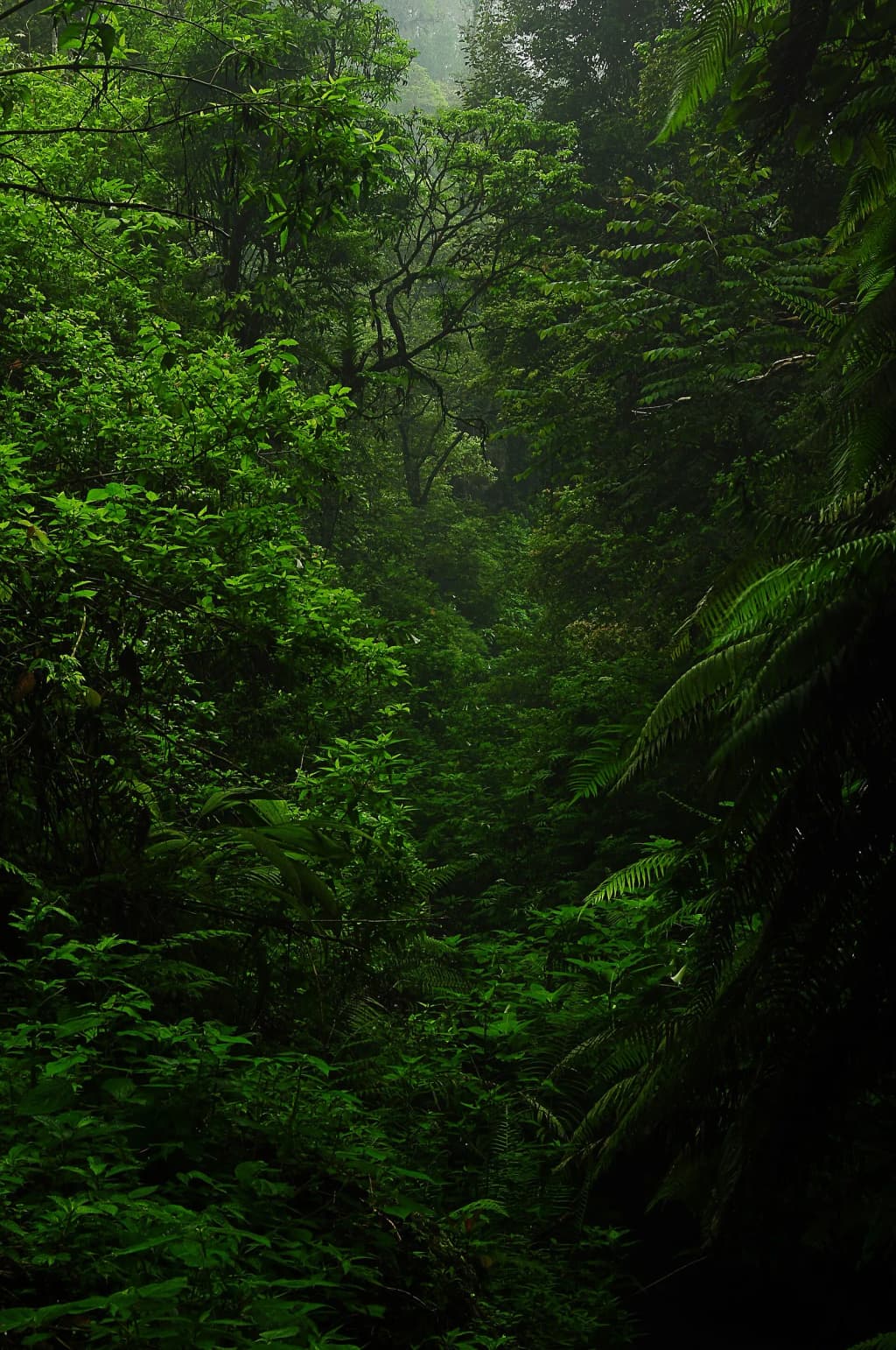 tropical rainforest is one of the most important ecosystems on earth, it supply fresh air, clean water and good habitat for a lot of animal. save the rainforest