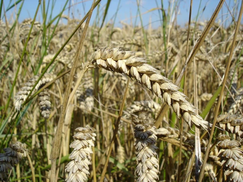 Wheat .