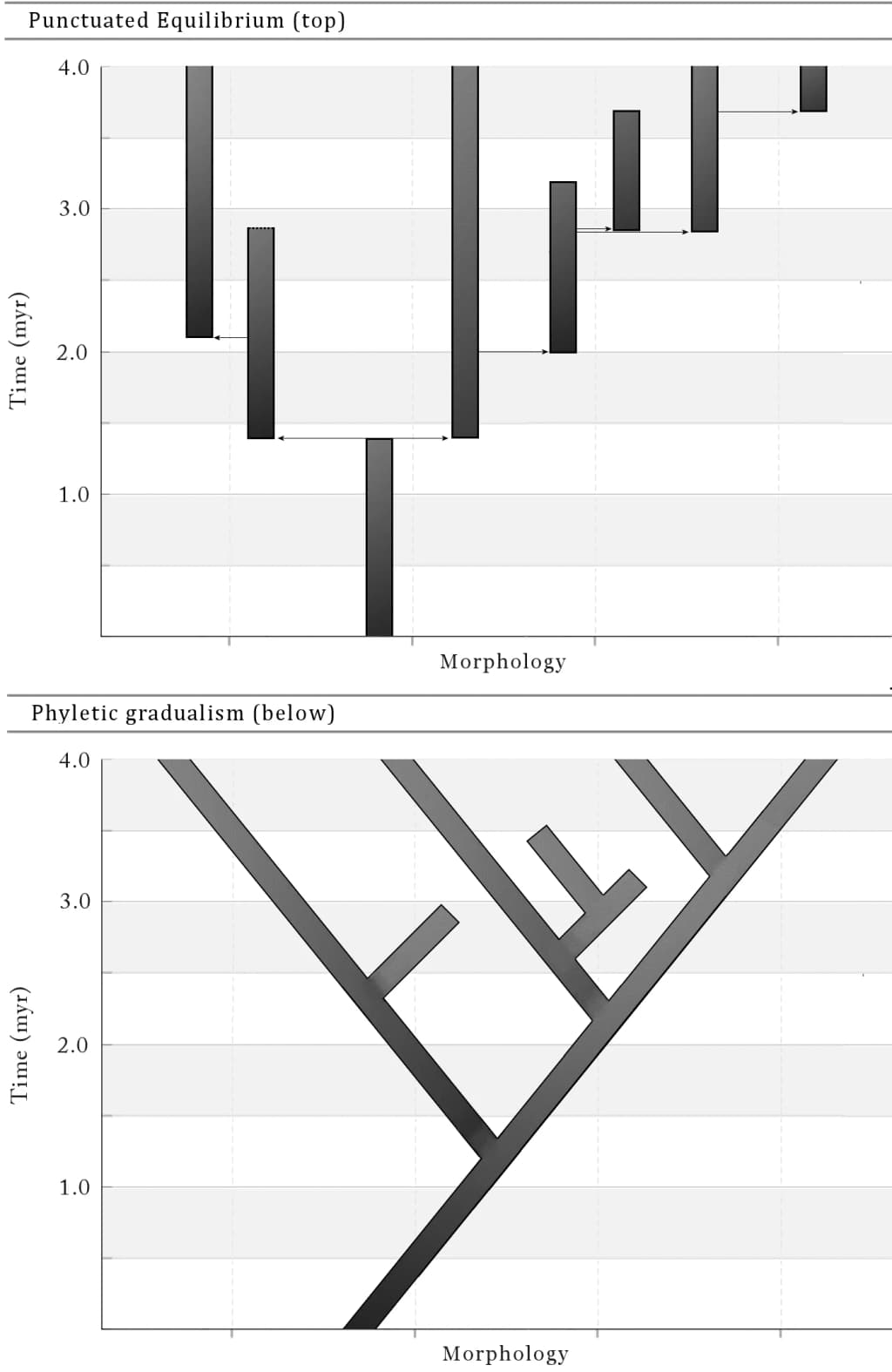 The model of punctuated equilibrium contrasted against the phyletic gradualism model of speciation.