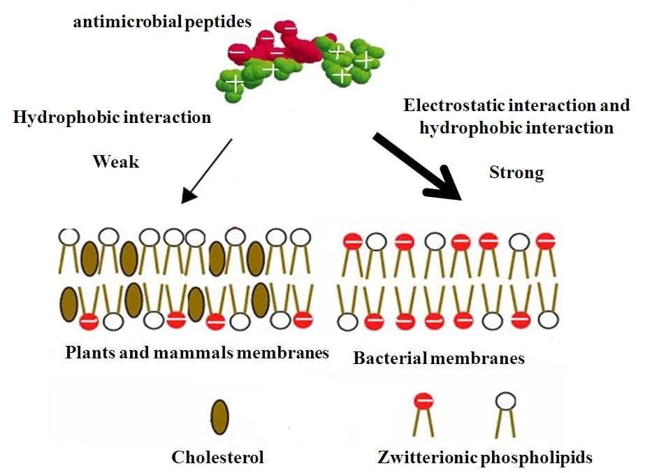 Molecular Basis of Cell Selectivity of Antimicrobial Peptides