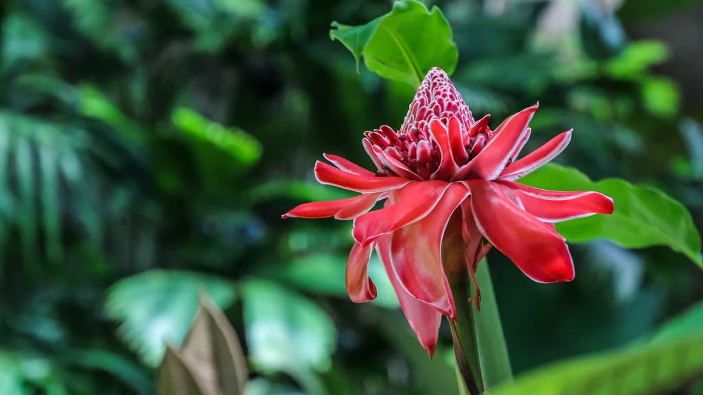 Costa Rica: Limón: Veragua Rainforest ( en:torch ginger (Etlingera elatior))