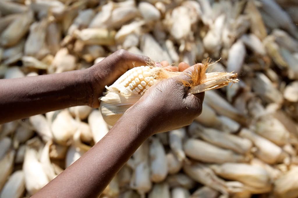 Otu nwaanyị Malawi na-akọrọ ọka n’obodo ya dị ná mpụga Lilongwe, Malawi. Ọstrelia na-eji nka na ahụmịhe ya nyere aka kwalite nchekwa nri na mba Africa.
