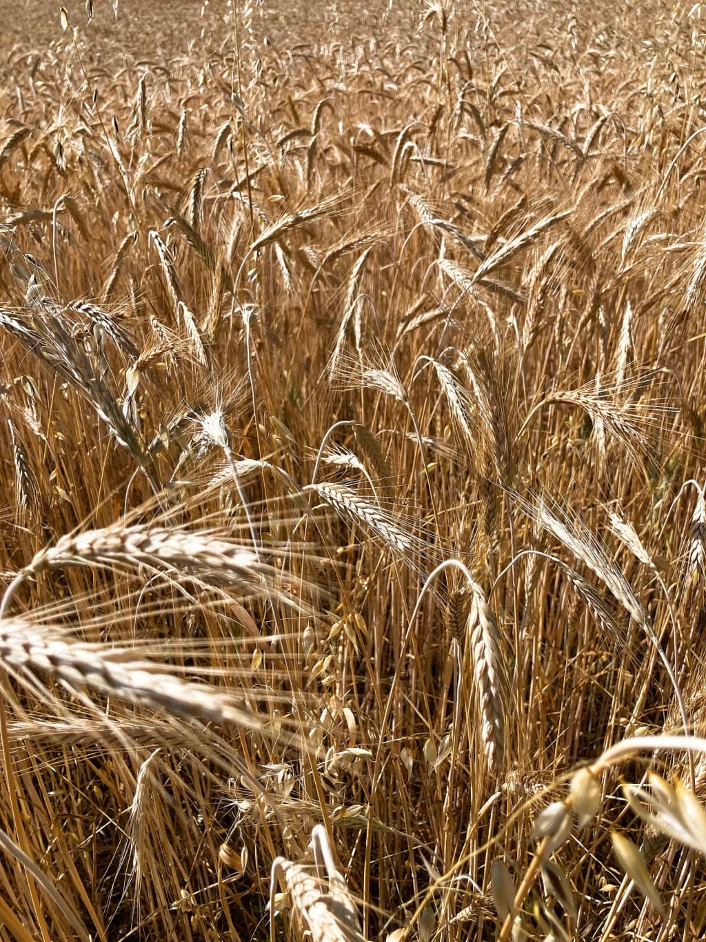 Wheat