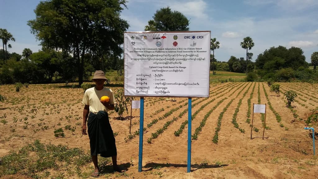 A local farmer poses in front of a mango field pertaining to a Climate Smart Village in Myanmar. The project was funded and organized by the CGIAR, IRDC, CDA, K