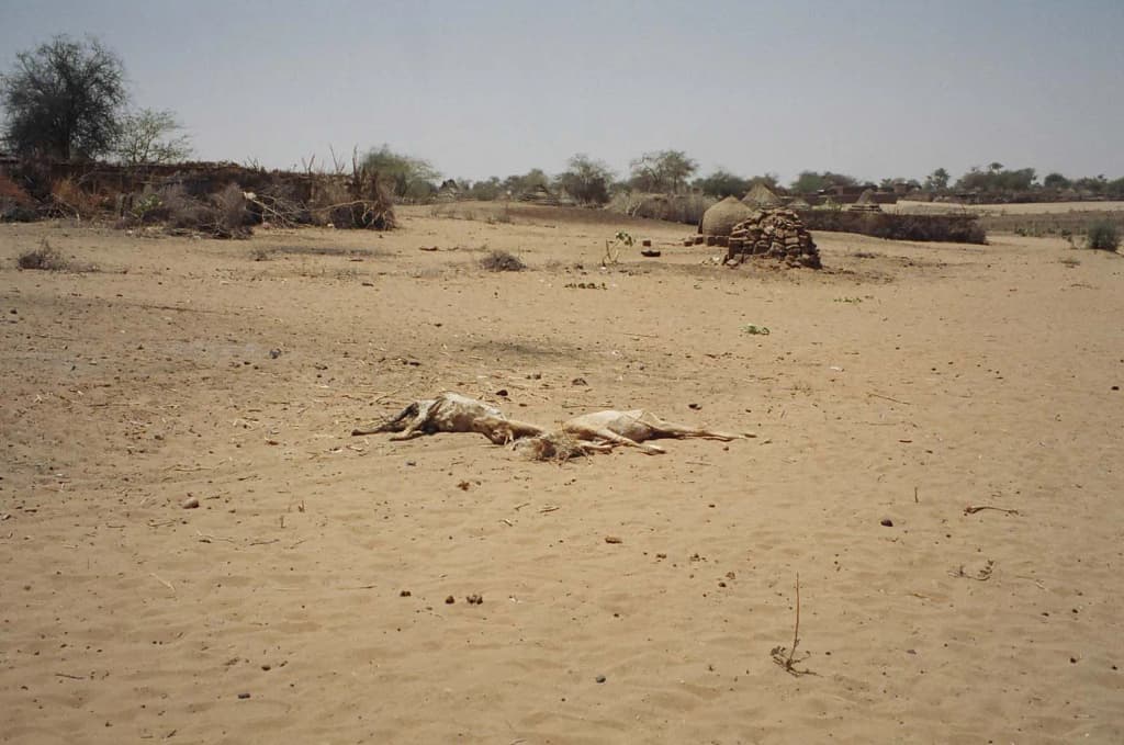 Caption: Dead animals in Tawilla – Animal carcasses rotting near the burned and looted village of Tawilla, west of El Fasher in North Darfur. On February 27 at